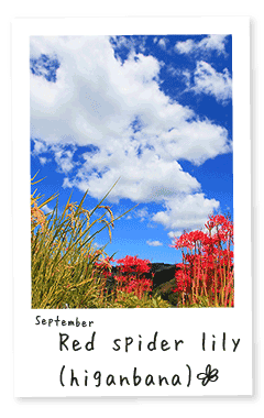 紀美野町イベントカレンダー・Red Spider Lilies