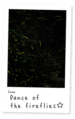 紀美野町イベントカレンダー・Dance of the Fireflies