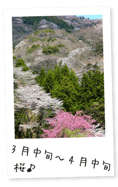 紀美野町イベントカレンダー・桜