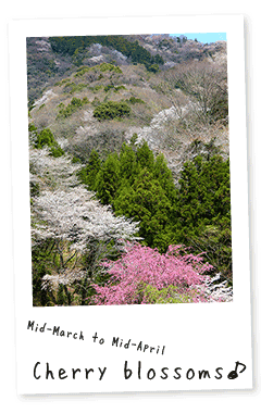 紀美野町イベントカレンダー・Cherry Blossoms