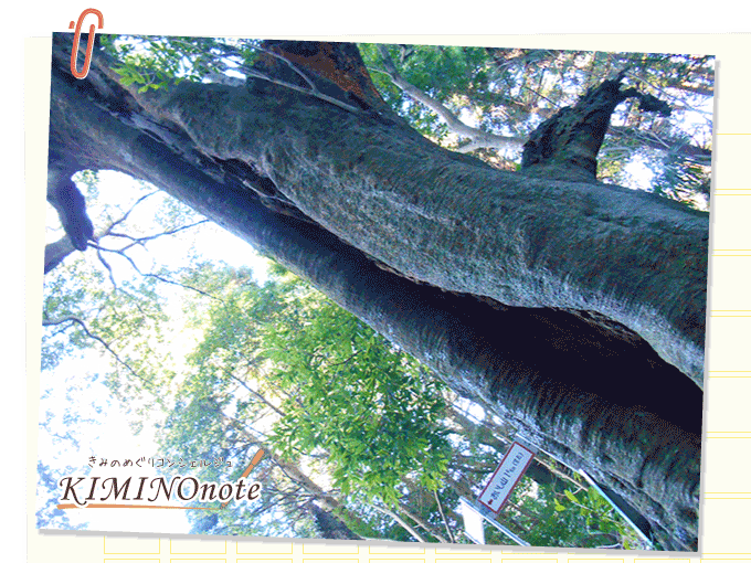 熊野神社ハイキングコース 白樫老大樹