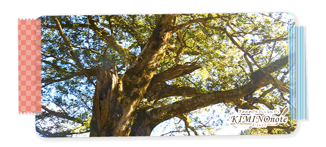 善福寺 カヤの大樹